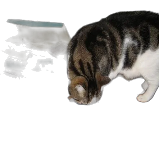 animal, food, staff, creature transparent PNG cut-out