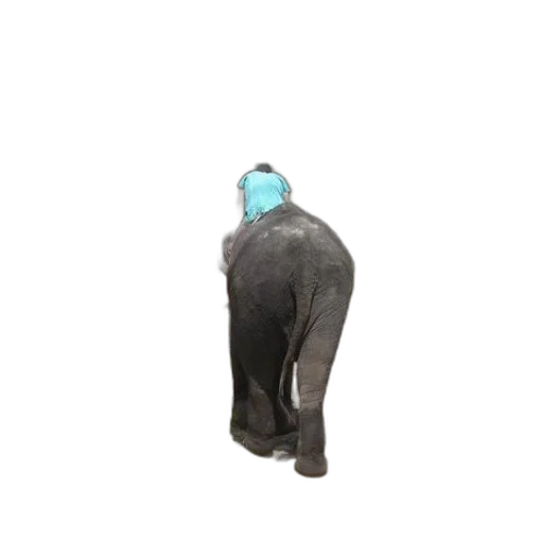 jacket, animal, staff, creature transparent PNG cut-out