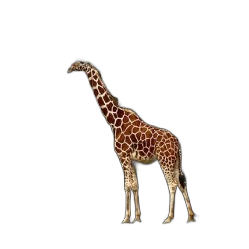 animal, creature, staff, weapon transparent PNG cut-out