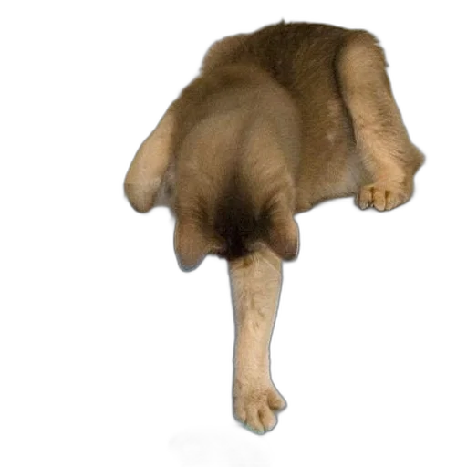 animal, creature, staff, hair transparent PNG cut-out