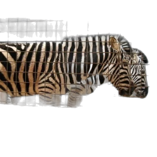 weapon, animal, sword, staff transparent PNG cut-out