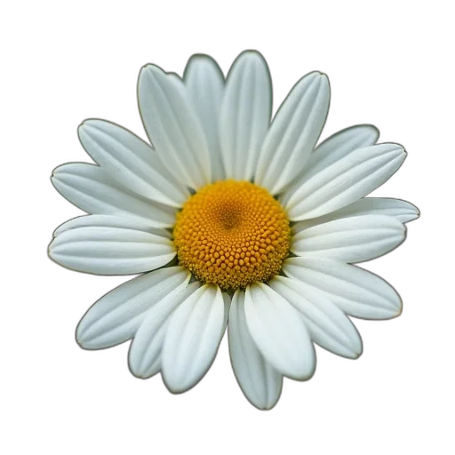 flower, jewelry, crown, staff transparent PNG cut-out