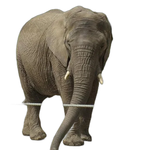 animal, creature, staff, weapon transparent PNG cut-out