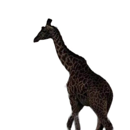 animal, creature, staff, jewelry transparent PNG cut-out