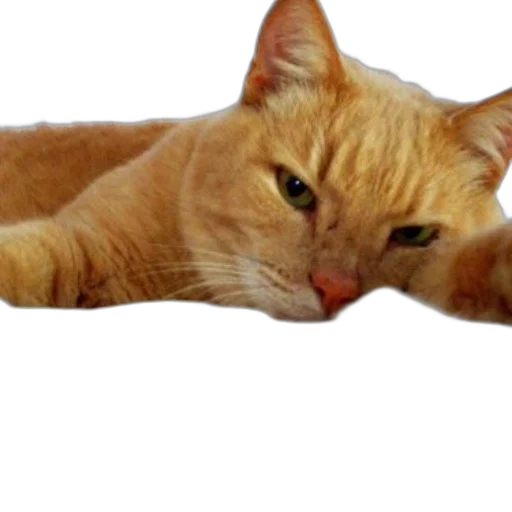 animal, staff, creature, face transparent PNG cut-out