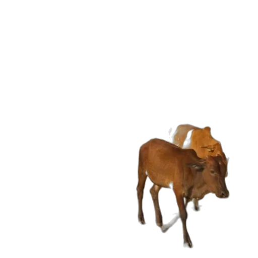 animal, hat, food, creature transparent PNG cut-out