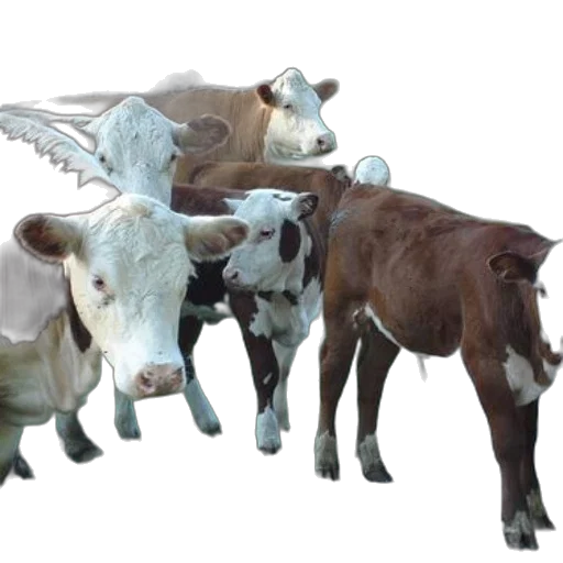 animal, 3d render, photorealistic, concept art transparent PNG cut-out