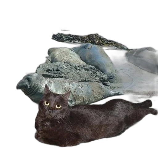 animal, shoes, creature, dragon transparent PNG cut-out