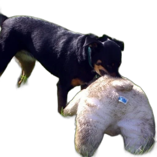 animal, creature, weapon, food transparent PNG cut-out