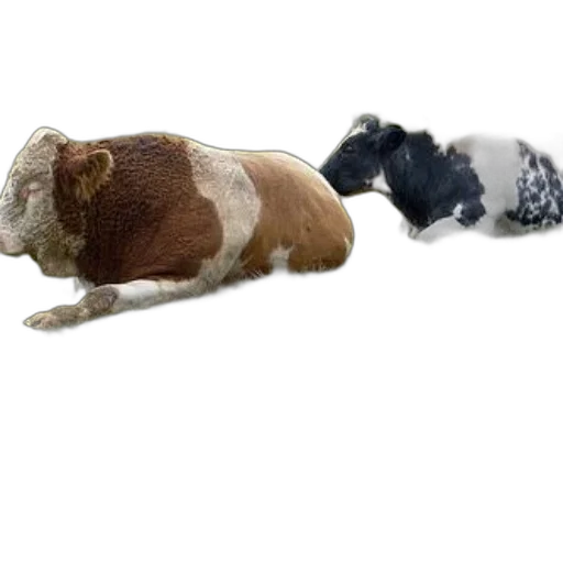 animal, hat, shoes, creature transparent PNG cut-out
