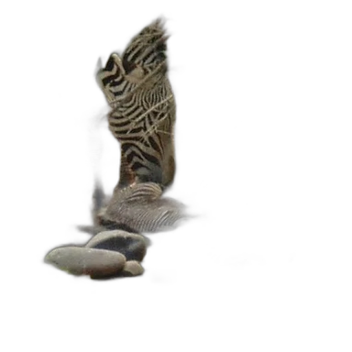 animal, shoes, creature, dragon transparent PNG cut-out