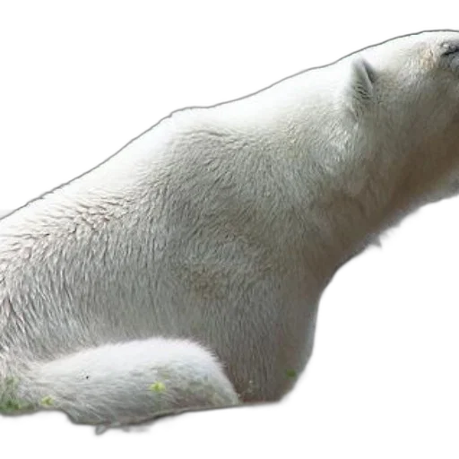 animal, creature, staff, hair transparent PNG cut-out