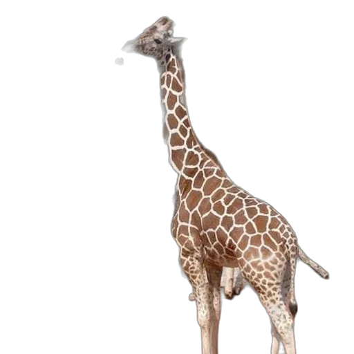 animal, creature, staff, weapon transparent PNG cut-out