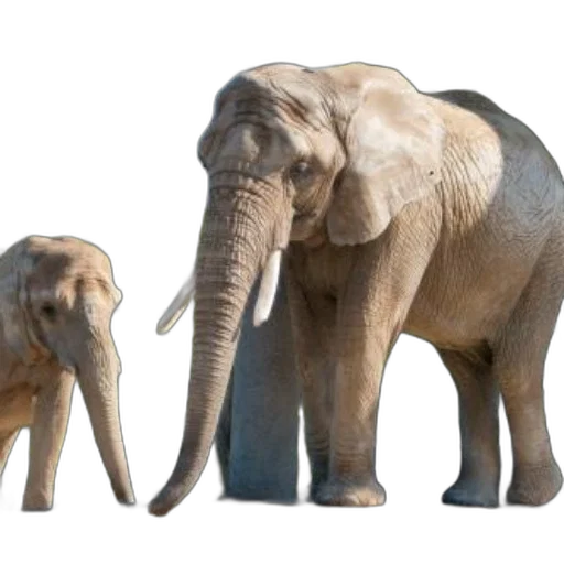 animal, concept art, 3d render, photorealistic transparent PNG cut-out