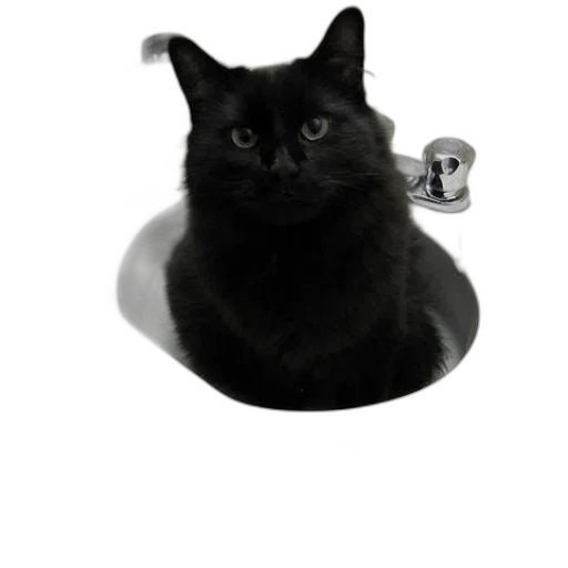 animal, crown, creature, hat transparent PNG cut-out