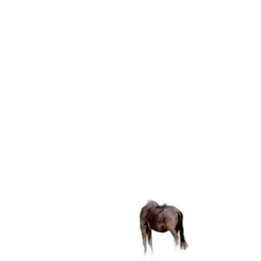 animal, creature, furniture, hair transparent PNG cut-out