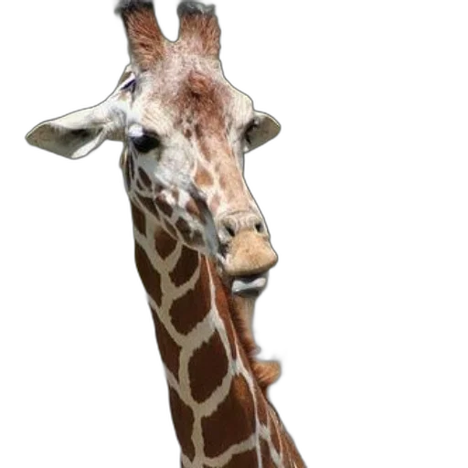 animal, creature, staff, face transparent PNG cut-out