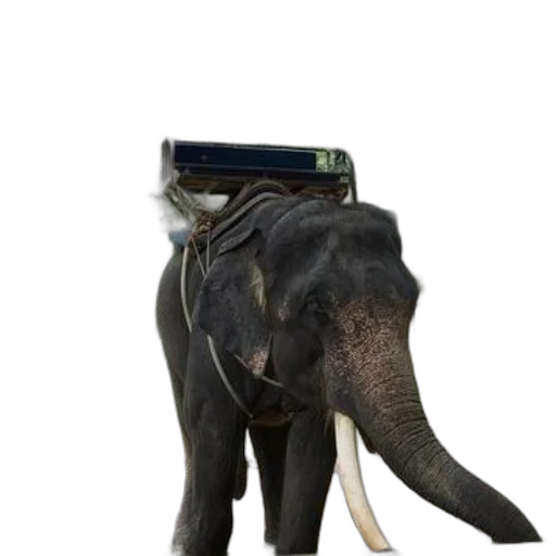 animal, staff, creature, robot transparent PNG cut-out