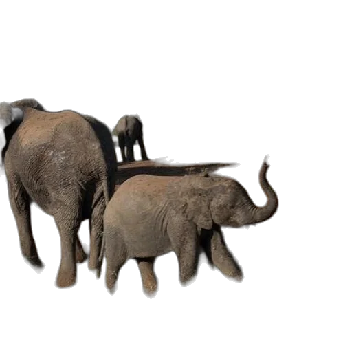 animal, creature, furniture, weapon transparent PNG cut-out