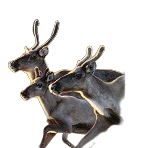 jewelry, crown, animal, dragon transparent PNG cut-out