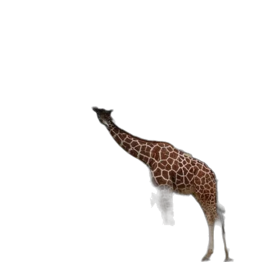 animal, creature, staff, hat transparent PNG cut-out