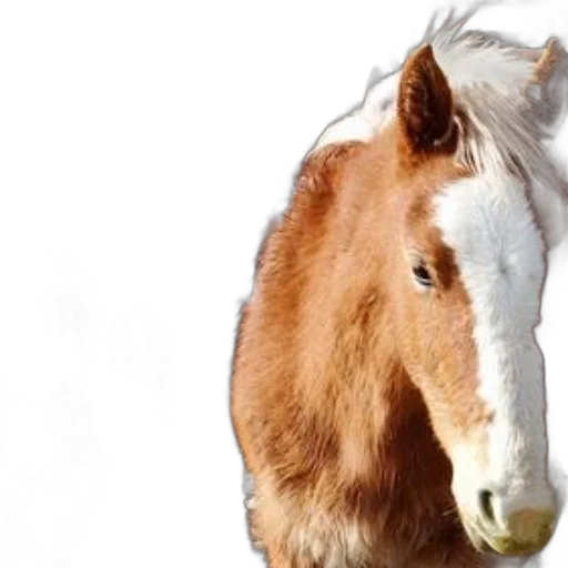 animal, creature, hair, face transparent PNG cut-out