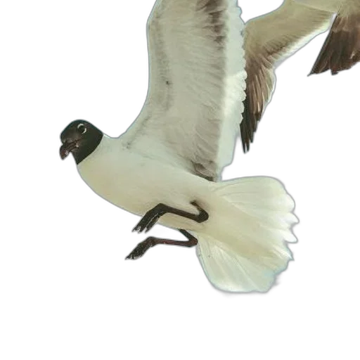 animal, staff, creature, weapon transparent PNG cut-out