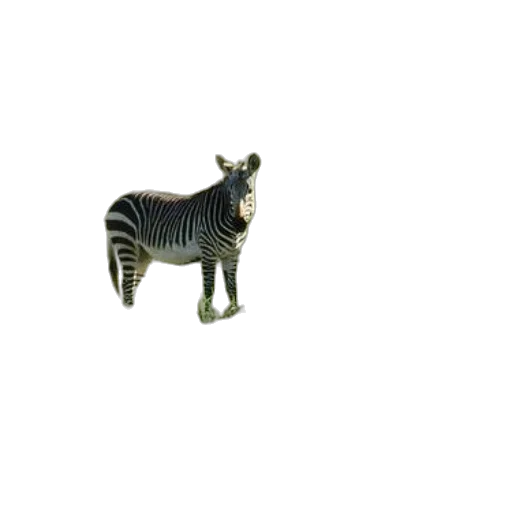 animal, furniture, creature, jewelry transparent PNG cut-out
