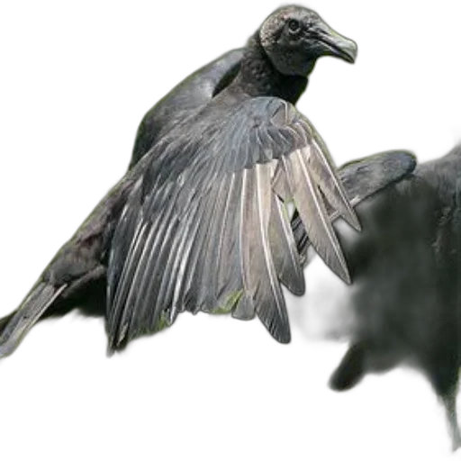 animal, creature, dragon, concept art transparent PNG cut-out