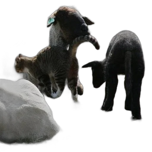 animal, hat, 3d render, photorealistic transparent PNG cut-out
