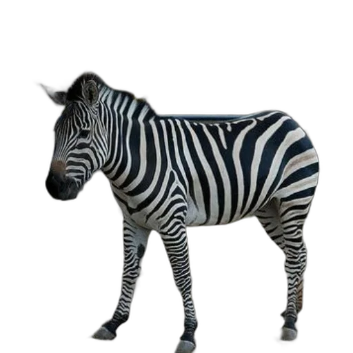 animal, creature, jewelry, staff transparent PNG cut-out