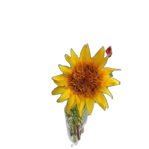 flower, crown, staff, jewelry transparent PNG cut-out