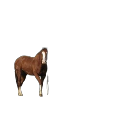 animal, creature, hat, hair transparent PNG cut-out