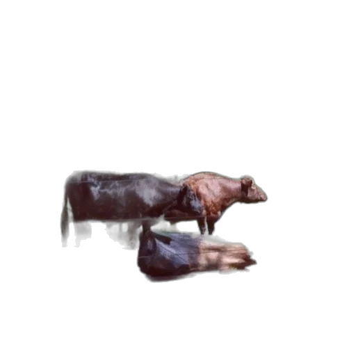 animal, weapon, shoes, creature transparent PNG cut-out