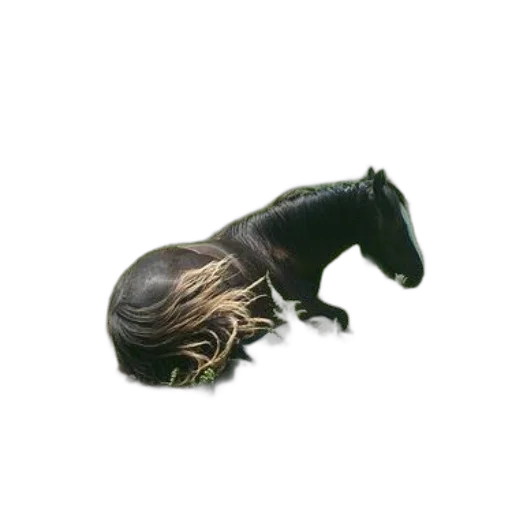 animal, hair, creature, dragon transparent PNG cut-out
