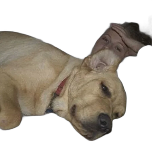 animal, staff, creature, weapon transparent PNG cut-out