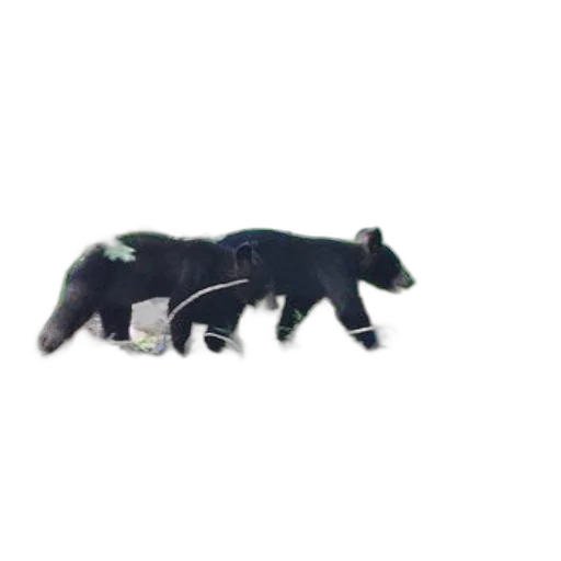 animal, creature, staff, food transparent PNG cut-out