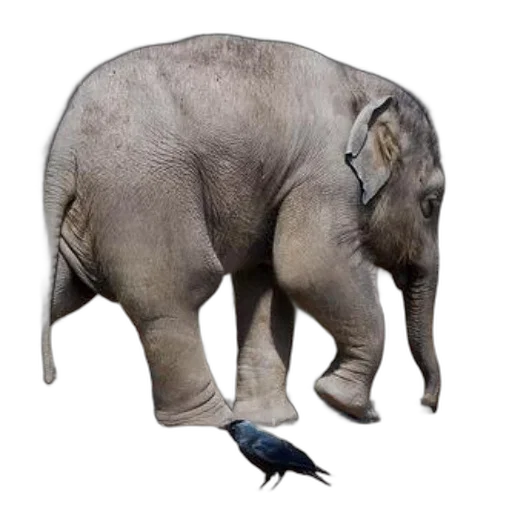 animal, creature, staff, hat transparent PNG cut-out