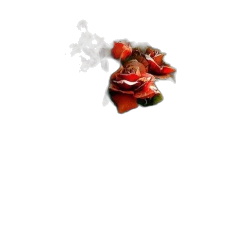 food, flower, jewelry, crown transparent PNG cut-out