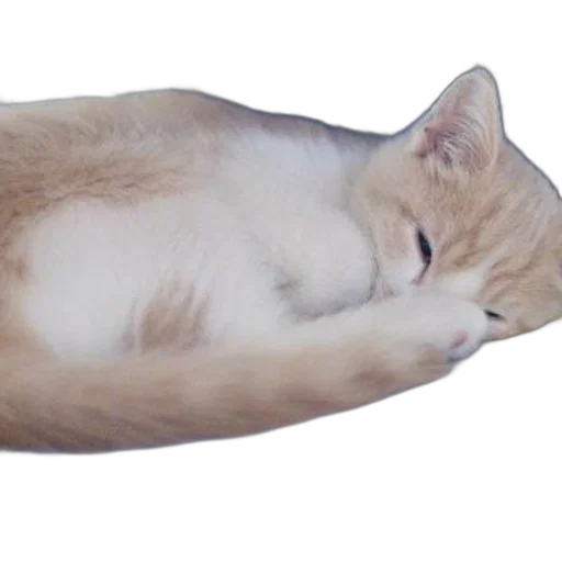 staff, animal, creature, shoes transparent PNG cut-out
