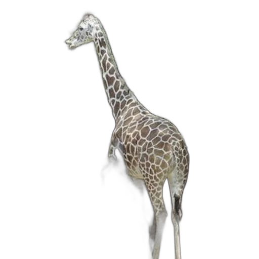 animal, creature, jewelry, staff transparent PNG cut-out