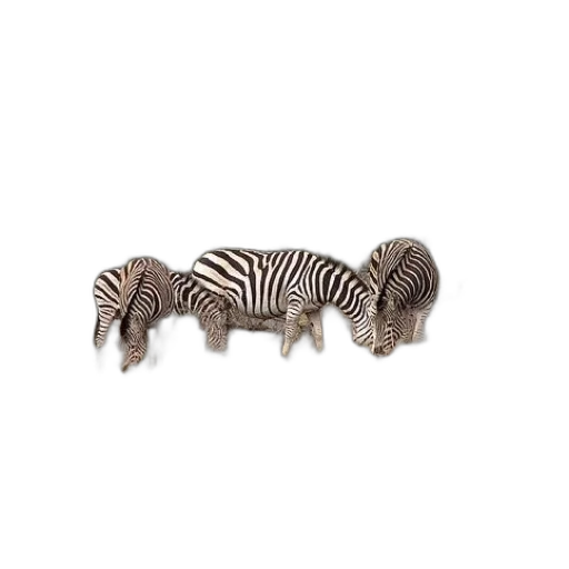 animal, hair, jewelry, furniture transparent PNG cut-out