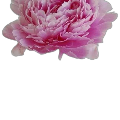 flower, crown, jewelry, staff transparent PNG cut-out