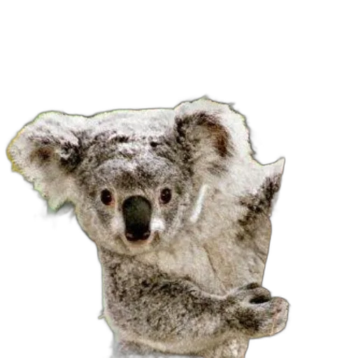 animal, creature, staff, face transparent PNG cut-out