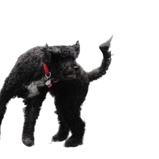 animal, creature, staff, dragon transparent PNG cut-out