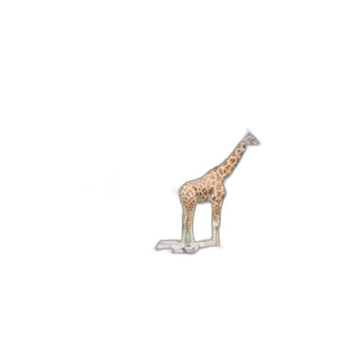 animal, creature, staff, hair transparent PNG cut-out