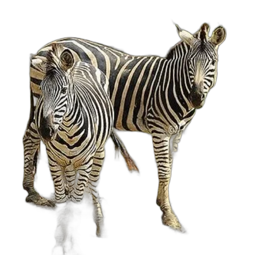 animal, creature, jewelry, photorealistic transparent PNG cut-out