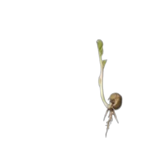 flower, hair, staff, food transparent PNG cut-out