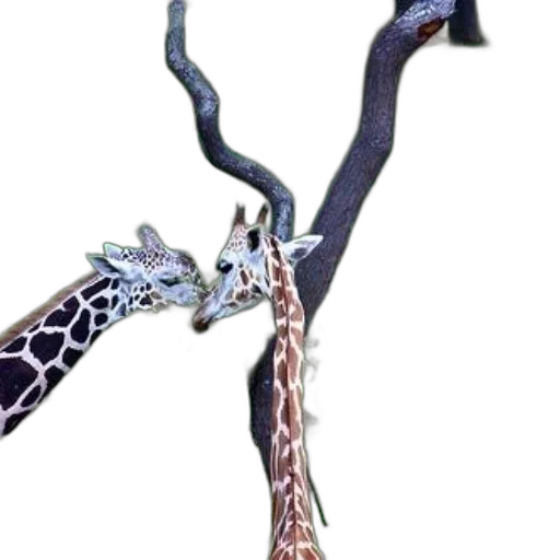 staff, animal, weapon, jewelry transparent PNG cut-out