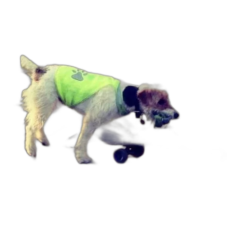 animal, creature, staff, jacket transparent PNG cut-out